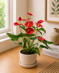 Anthurium Red