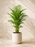 Areca Palm