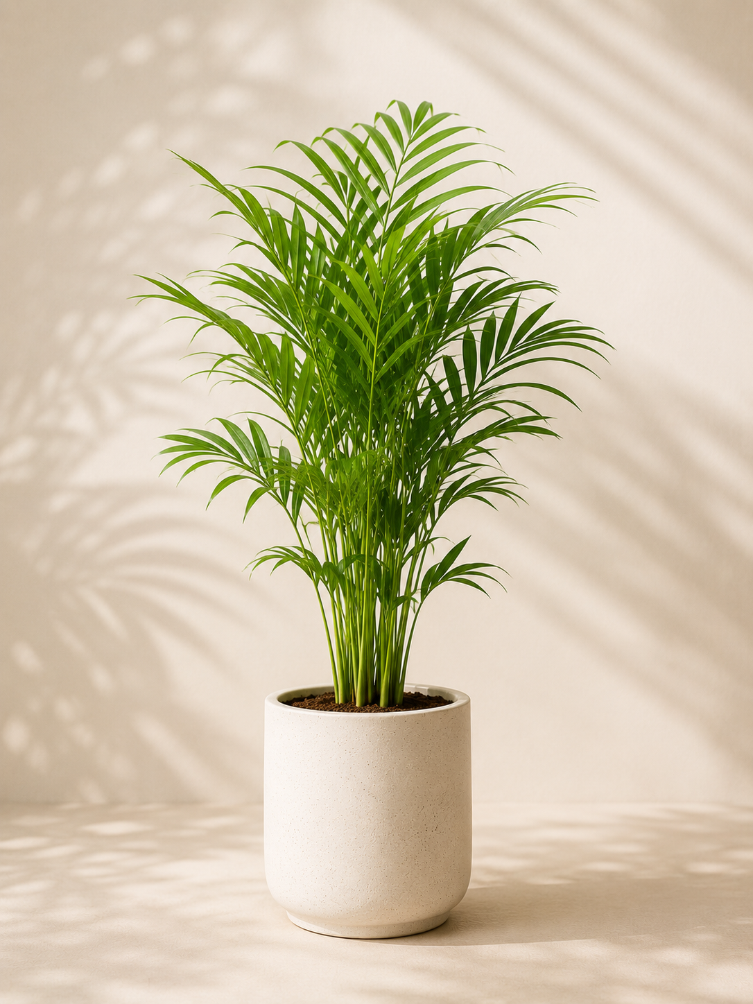 Areca Palm