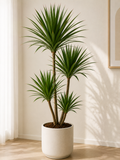 Dracaena Draco
