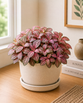 Fittonia