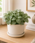 Fittonia White