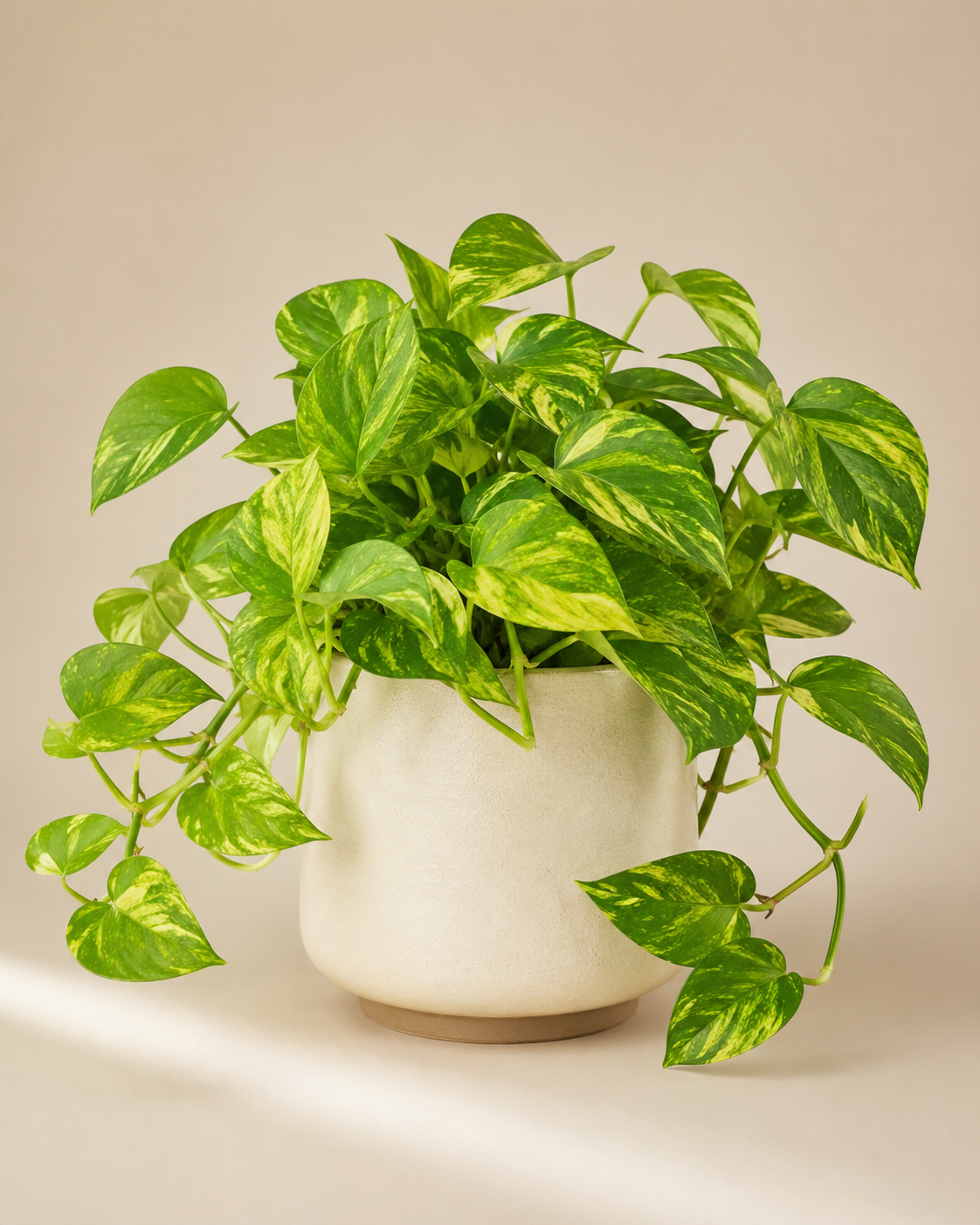 Neon Money Plant