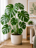 Monstera Deliciosa