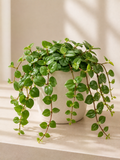Peperomia Angulata