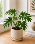 Philodendron Selloum
