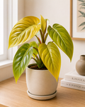 Philodendron Melinonii Gold