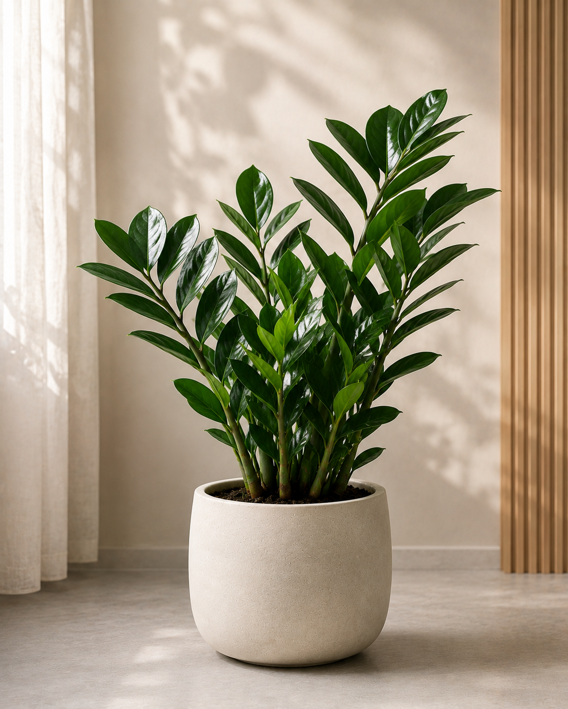 ZZ Plant
