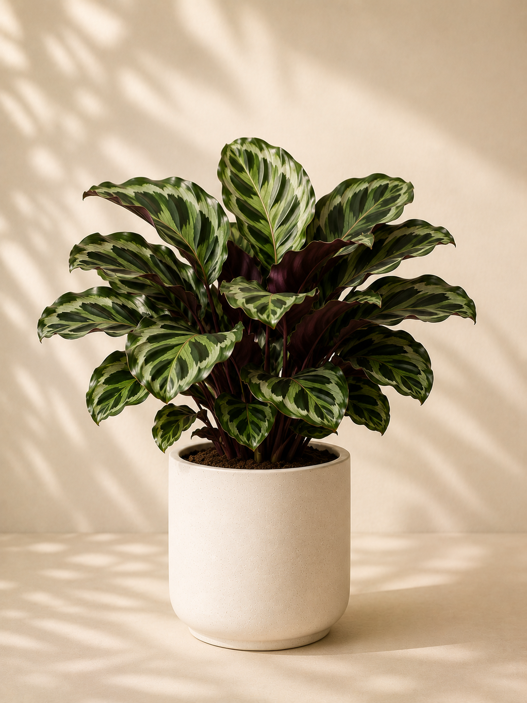 Indoor Calathea