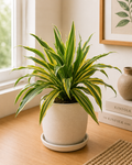 Dracaena Water Plant